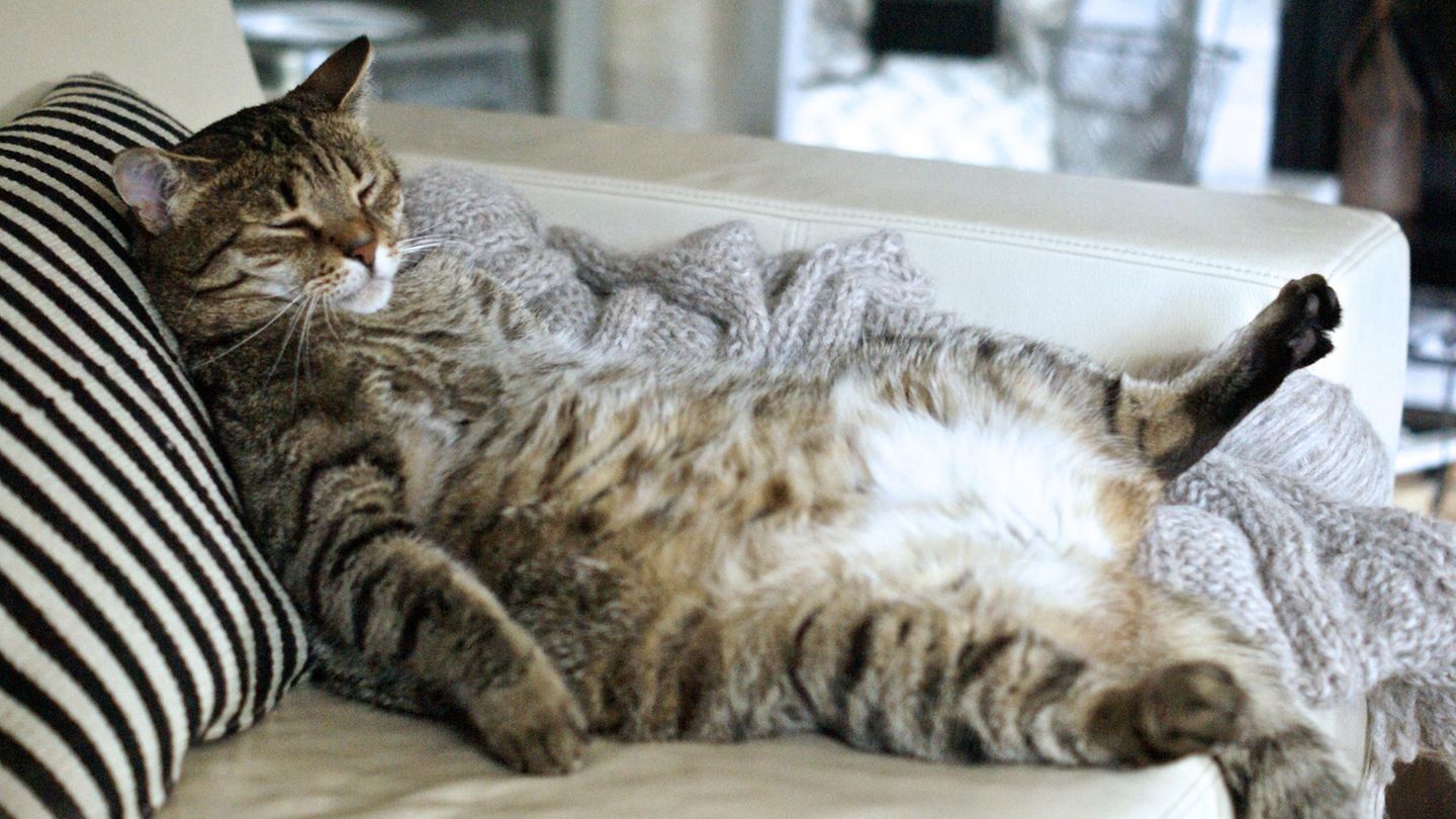 Diät: Wenn die Katze zu dick ist