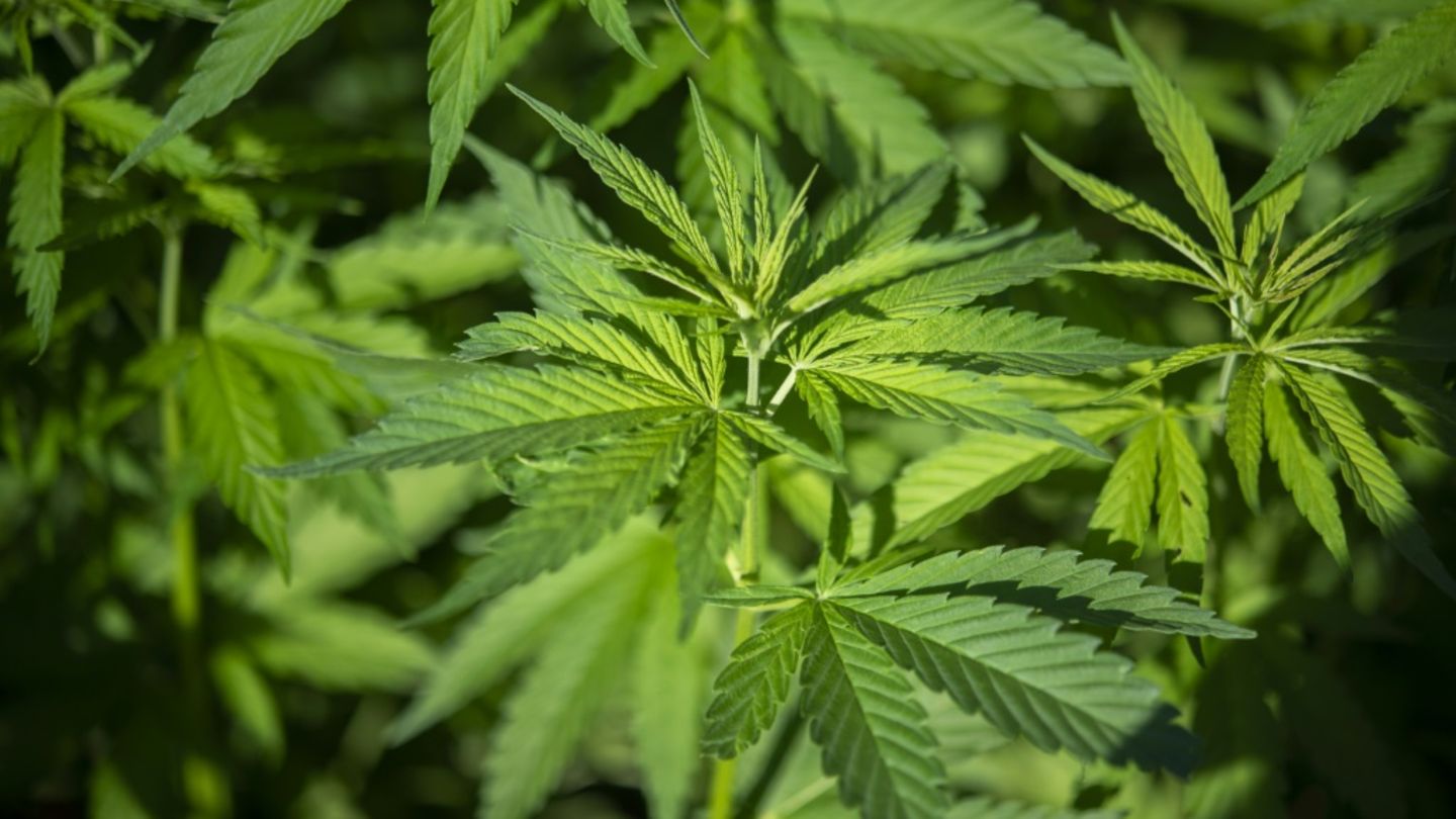 Cannabispflanzen