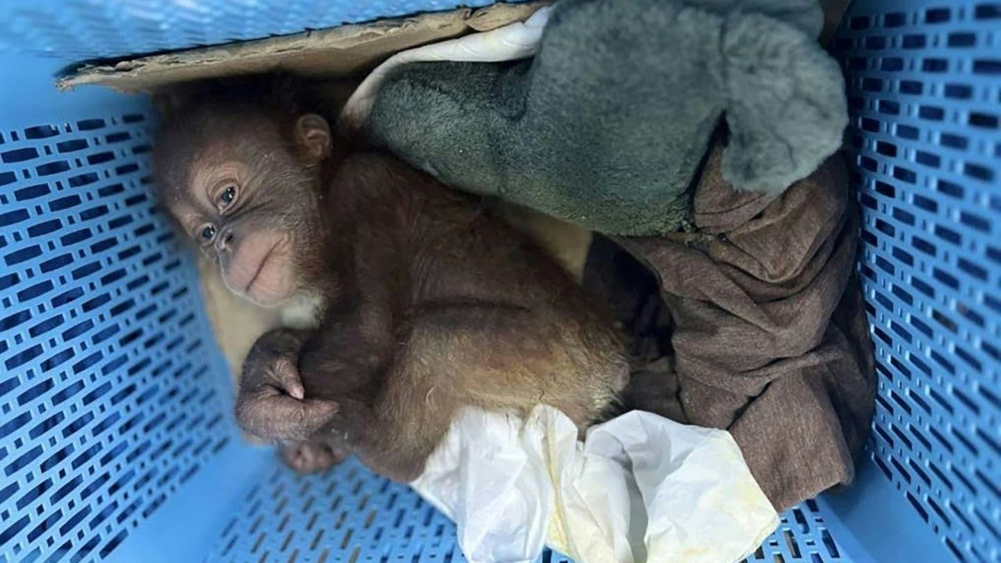 Eines der geretteten Orang-Utan-Babys