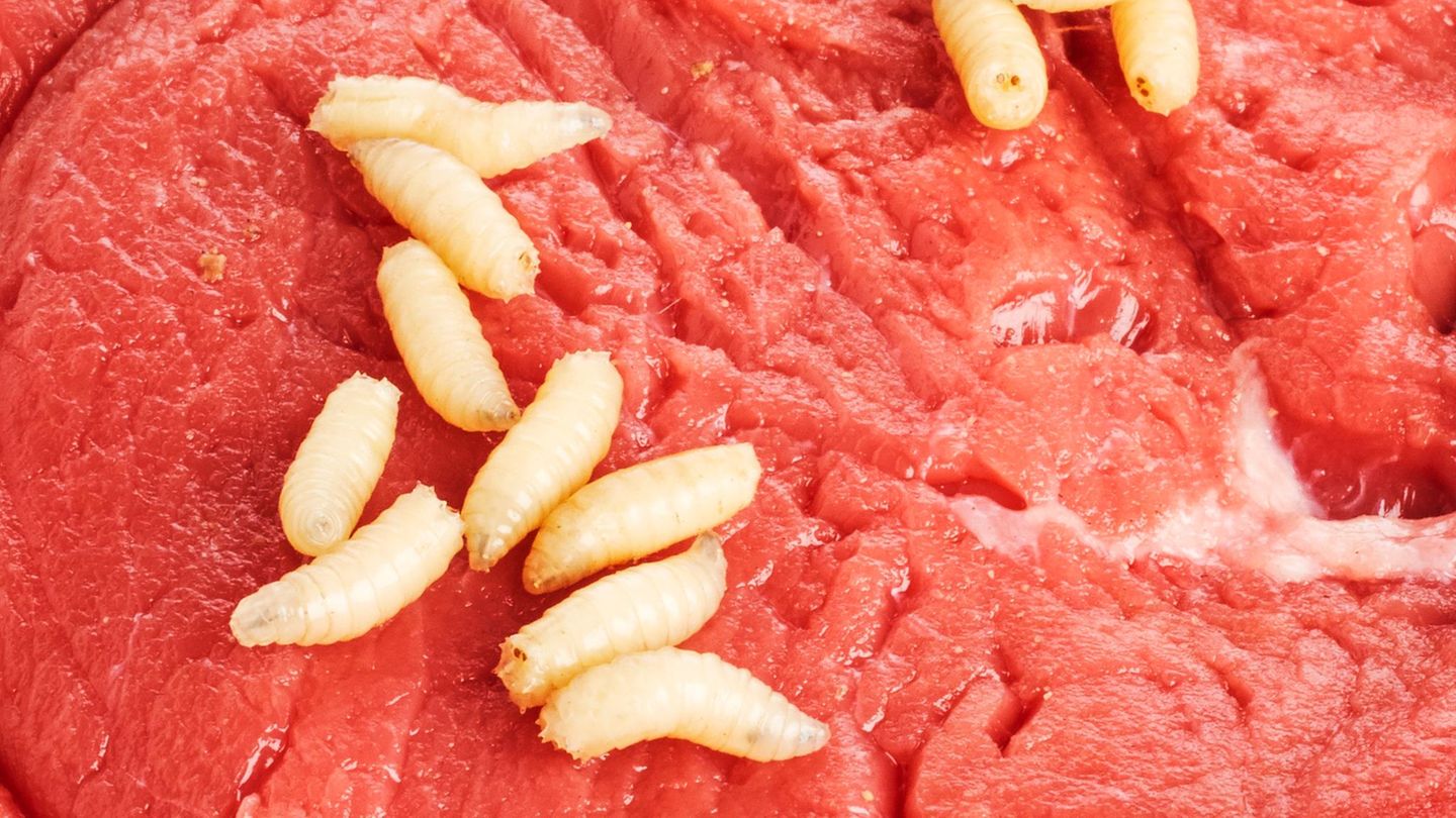 Irrtümer der Wissenschaft: Spontanzeugung von Maden in Fleisch