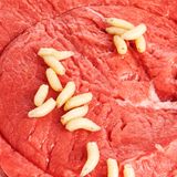 Irrtümer der Wissenschaft: Spontanzeugung von Maden in Fleisch