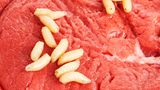 Irrtümer der Wissenschaft: Spontanzeugung von Maden in Fleisch