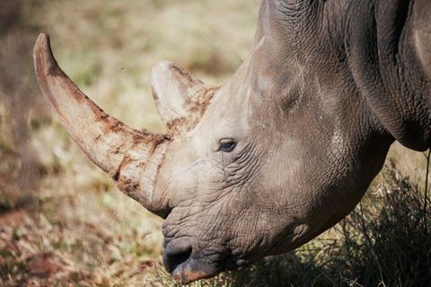 Breitmaulnashorn
