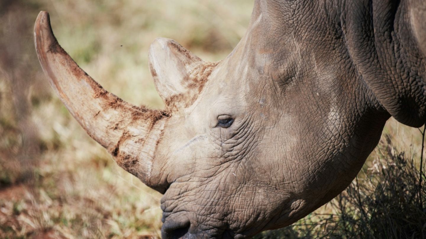Breitmaulnashorn