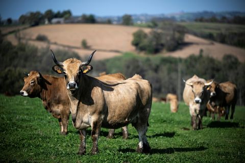Rinder auf der Weide
