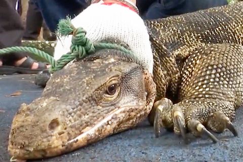 Millionen-Fehler: Sensationeller Reptilienfund wirft Evolutionstheorien über den Haufen