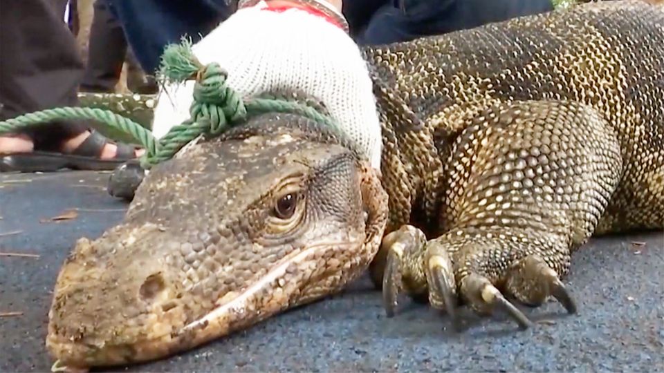Millionen-Fehler: Sensationeller Reptilienfund wirft Evolutionstheorien über den Haufen Millionen-Fehler: Sensationeller Reptilienfund wirft Evolutionstheorien über den Haufen