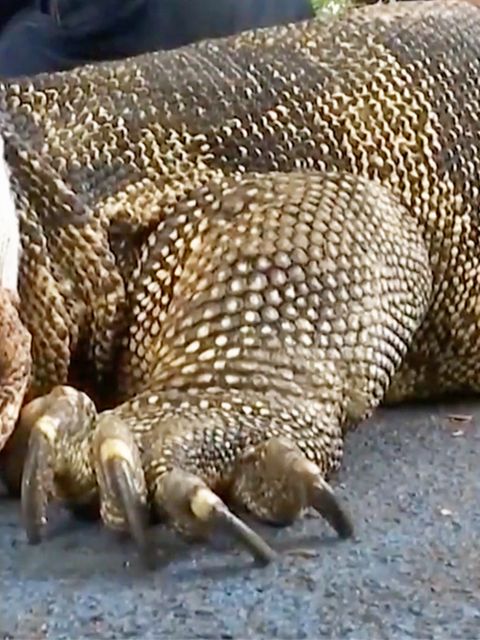 Millionen-Fehler: Sensationeller Reptilienfund wirft Evolutionstheorien über den Haufen