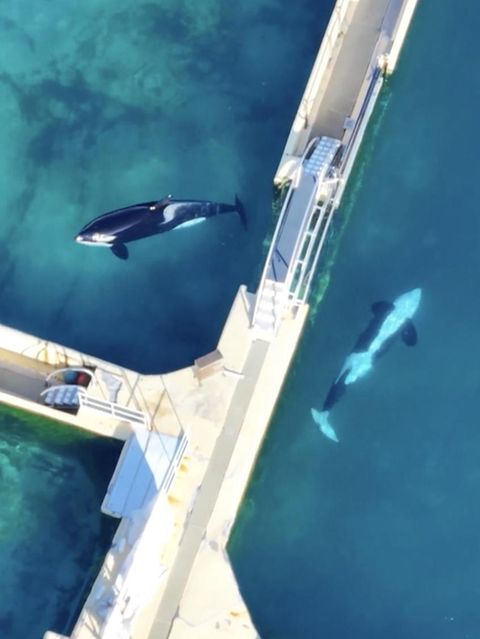 Zwei Orcas schwimmen durch einen verlassenen Wasserpark