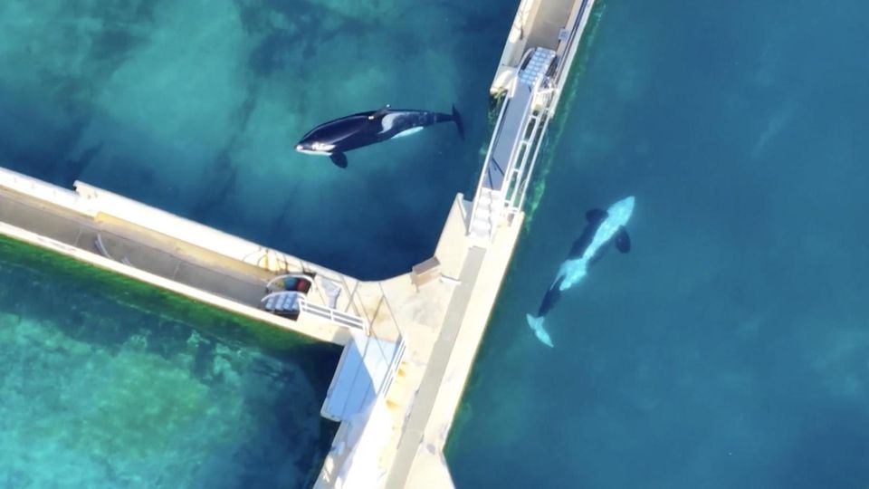 Zwei Orcas schwimmen durch einen verlassenen Wasserpark