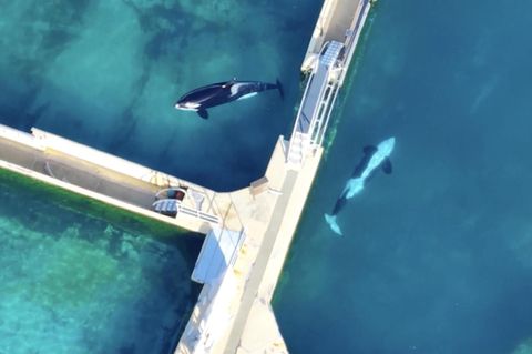 Zwei Orcas schwimmen durch einen verlassenen Wasserpark