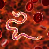 Irrtümer der Wissenschaft: Krebs durch Wurm