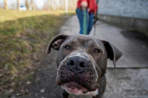 American Staffordshire Terrier in Tierheim Berlin 2021