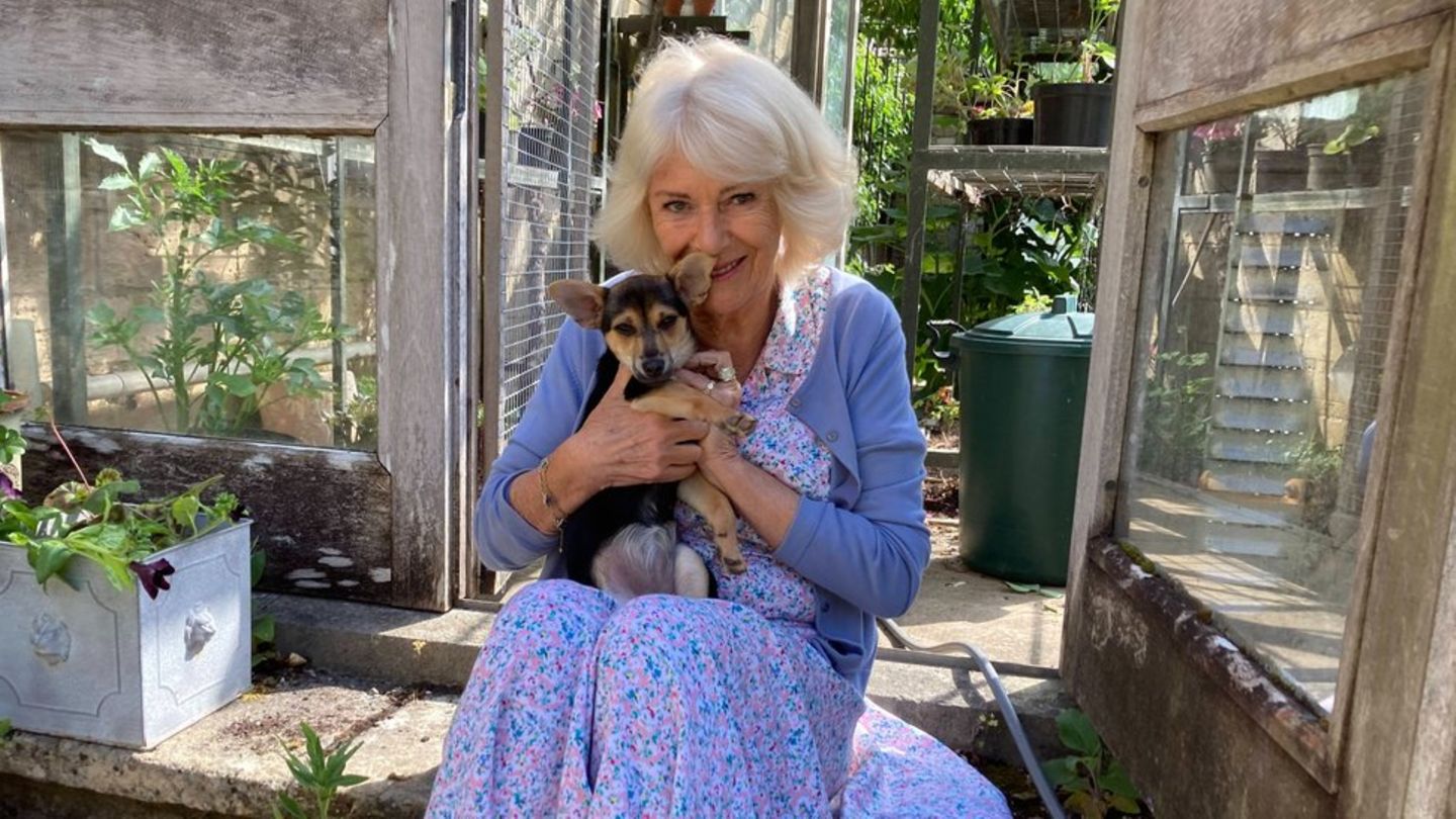 Königin Camilla mit ihrem neuen Hund Moley.