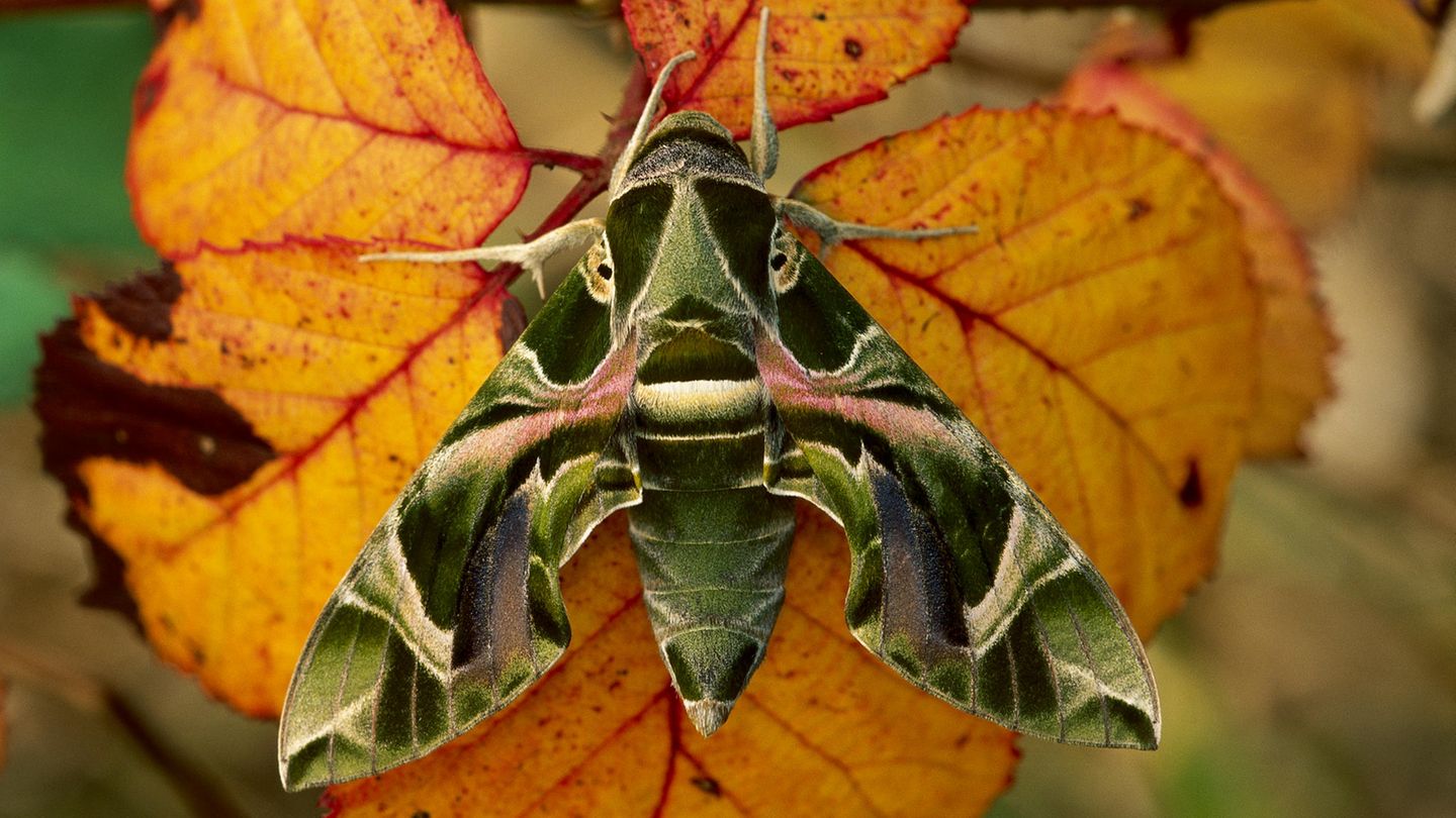 Der Oleanderschwärmer (Daphnis nerii)