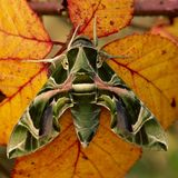 Der Oleanderschwärmer (Daphnis nerii)