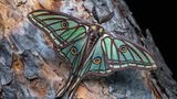 Der Isabellaspinner (Graellsia isabellae)