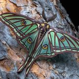 Der Isabellaspinner (Graellsia isabellae)