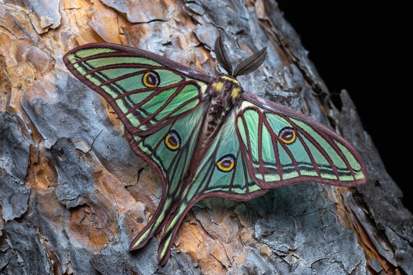 Der Isabellaspinner (Graellsia isabellae)