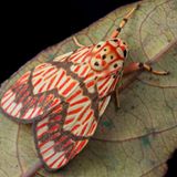 Der Falter Barsine euprepia