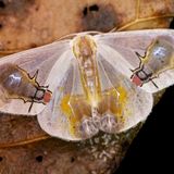 Südostasiatischer Nachtfalter Macrocilix maia