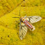 Der Falter Balacra rubrostriata