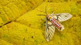 Der Falter Balacra rubrostriata