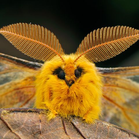 Der Falter Rhodinia fugax