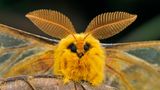 Der Falter Rhodinia fugax