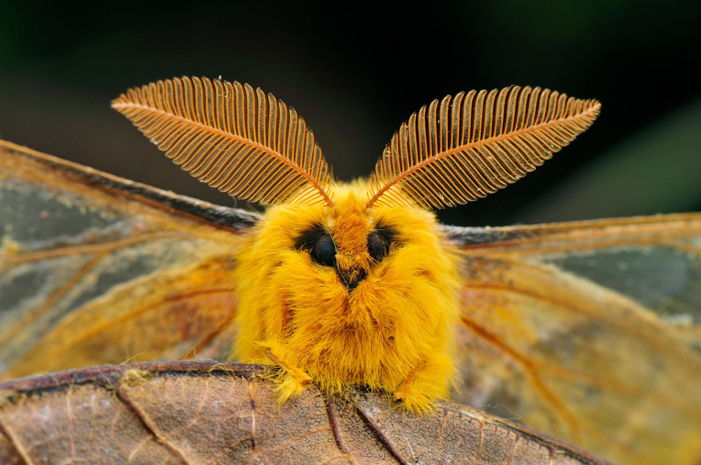 Der Falter Rhodinia fugax