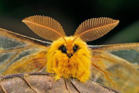 Der Falter Rhodinia fugax