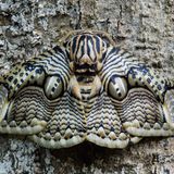 Falter Brahmaea hearseyi