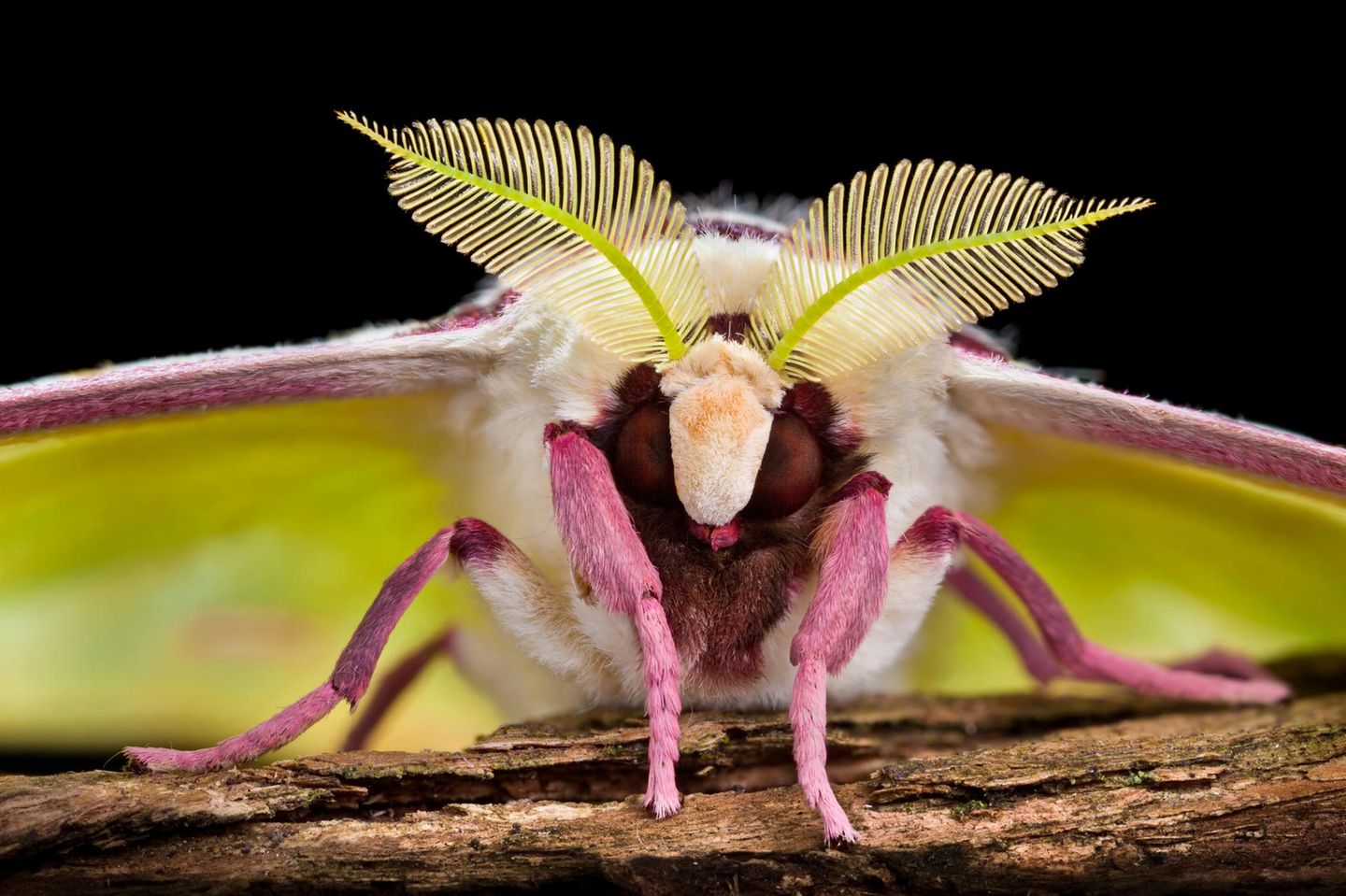 Der Falter Actias selene