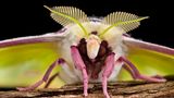 Der Falter Actias selene