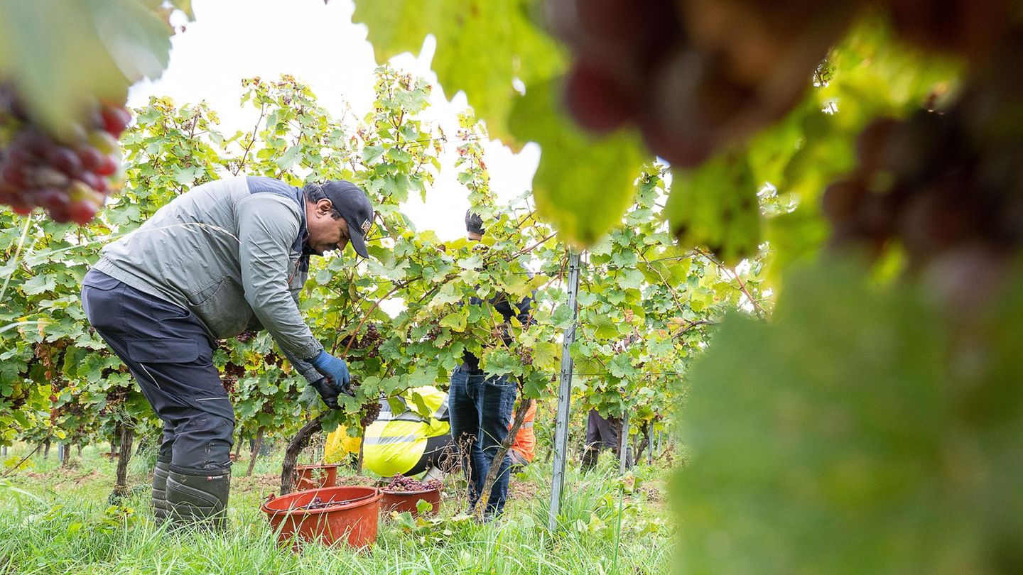 Ein Erntehelfer pflückt Trauben der Sorte Riesling von einem Weinstock