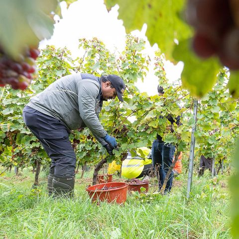Ein Erntehelfer pflückt Trauben der Sorte Riesling von einem Weinstock