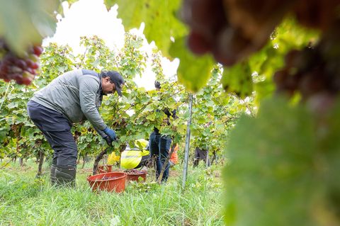 Ein Erntehelfer pflückt Trauben der Sorte Riesling von einem Weinstock