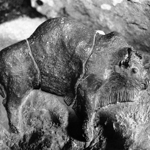 Figur eines aus Lehm geformten Steppenbisons, Steinzeit-Kunst, sw-Bild