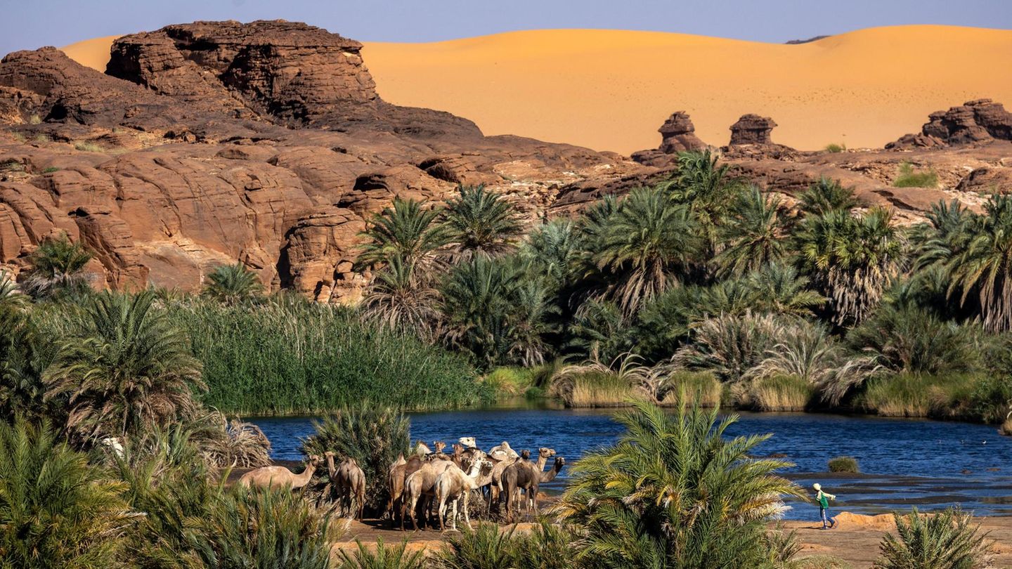 Ennedi in der Sahara Kamele in einer palmengesäumten Oase in der Sahara
