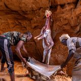 Eine gehäutete Ziege hängt an einer Felsformation und ein Mann und eine Frau halten die Haut in der Hand