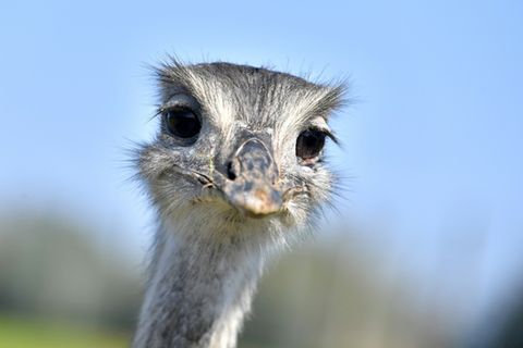 Nandu