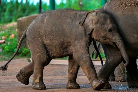 In Sri Lanka gibt es etwa 7000 wild lebende Elefanten