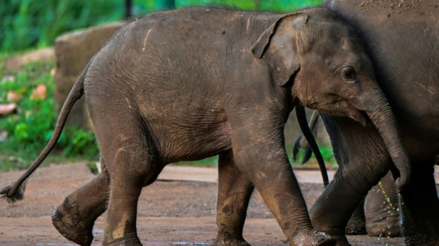 In Sri Lanka gibt es etwa 7000 wild lebende Elefanten