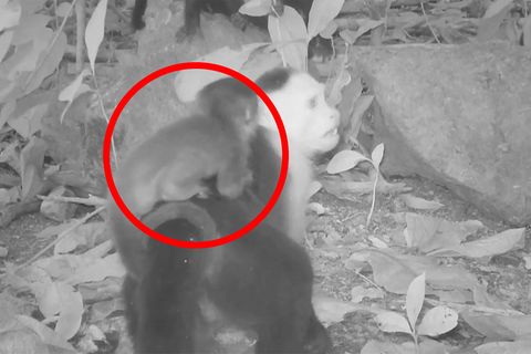 Eine Nachtkamera zeigt wie ein Kapuzineräffchen auf dem Rücken ein fremdes Baby trägt