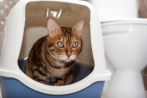 Eine Katze sitzt in einem Katzenklo mit Dach