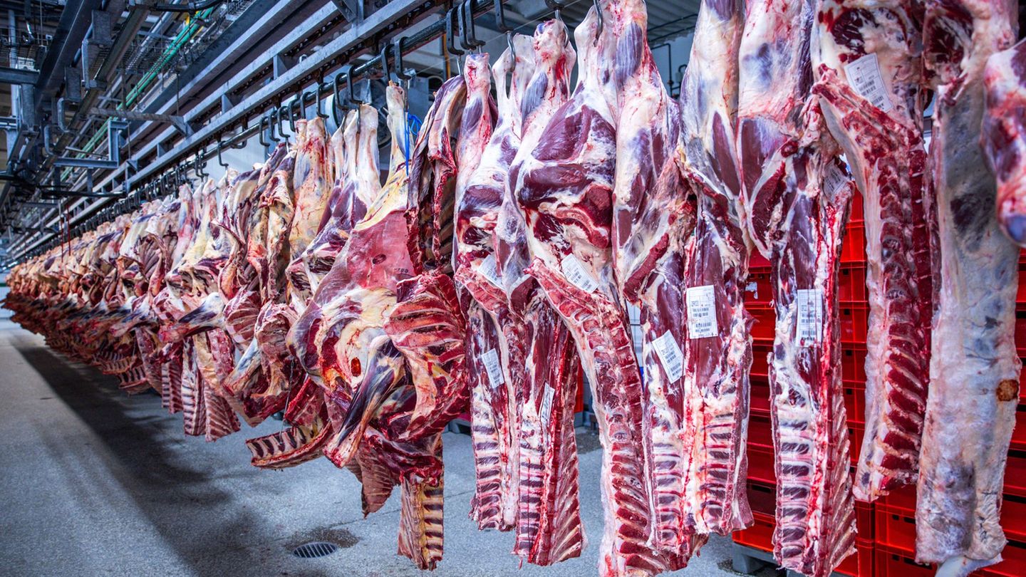 Marktkonzentration nimmt zu: Zahl der Schweineschlachtungen wieder leicht gestiegen