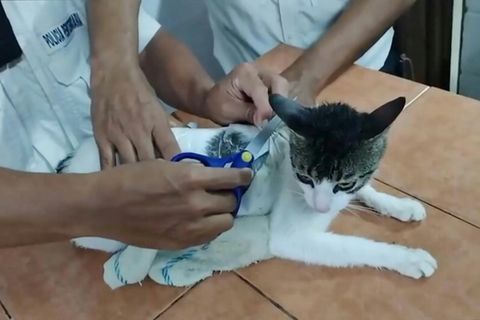 Mit Drogenpäckchen beladene Katze in Costa Rica