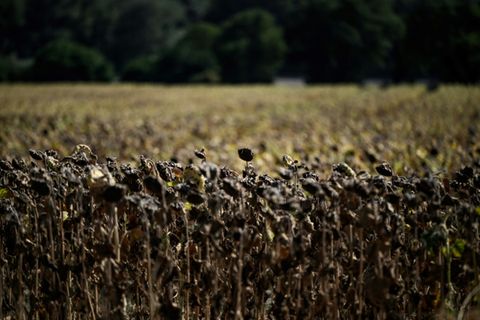 Verdorrte Sonnenblumen in Frankreich