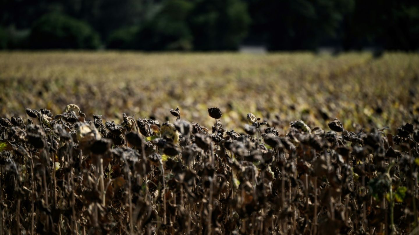 Verdorrte Sonnenblumen in Frankreich