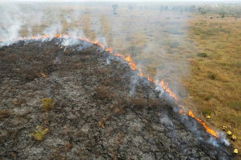 Brand in Urwald